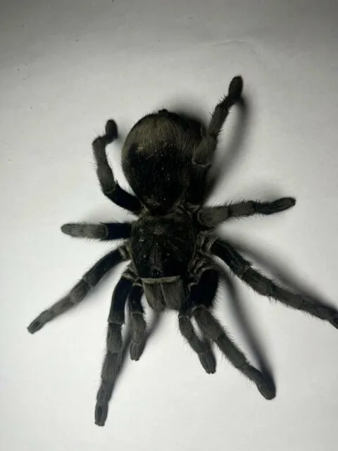 21810 brazilian black tarantula overview