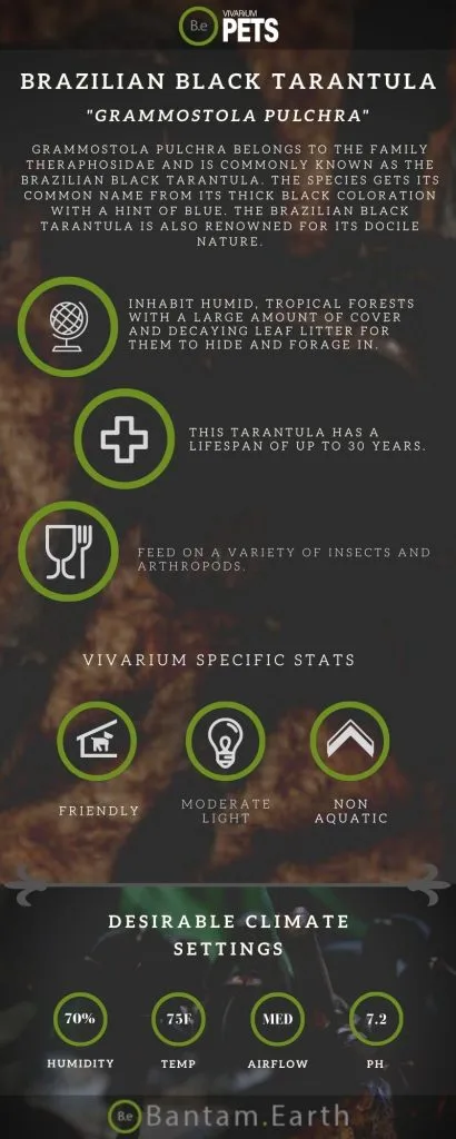 21810 tarantula enclosure