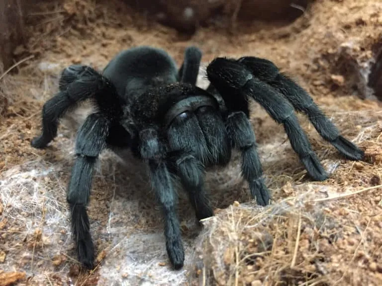 21810 tarantula feeding