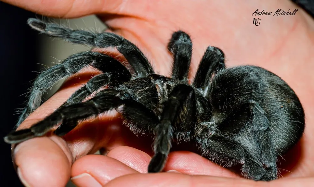 21810 tarantula handling
