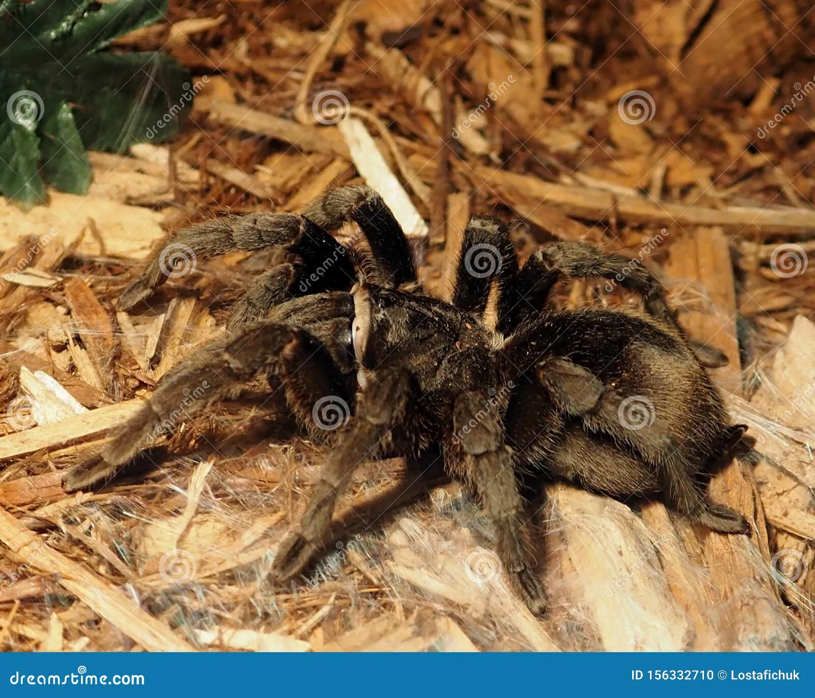 21810 tarantula substrate