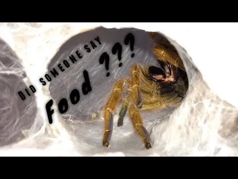 21811 tarantula minion benefits