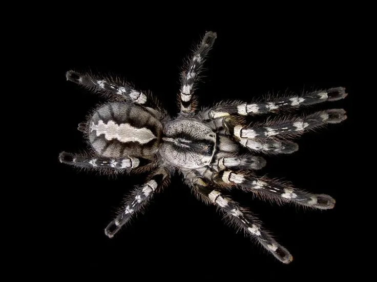 21813 ornamental tarantula species