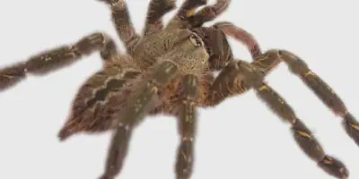/img/21813-tarantula-cleaning.webp