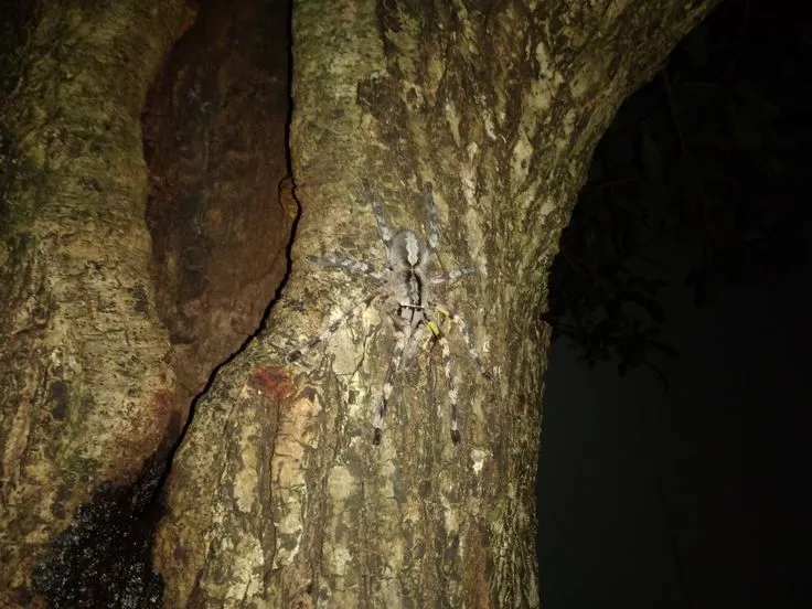 21813 tarantula enclosure