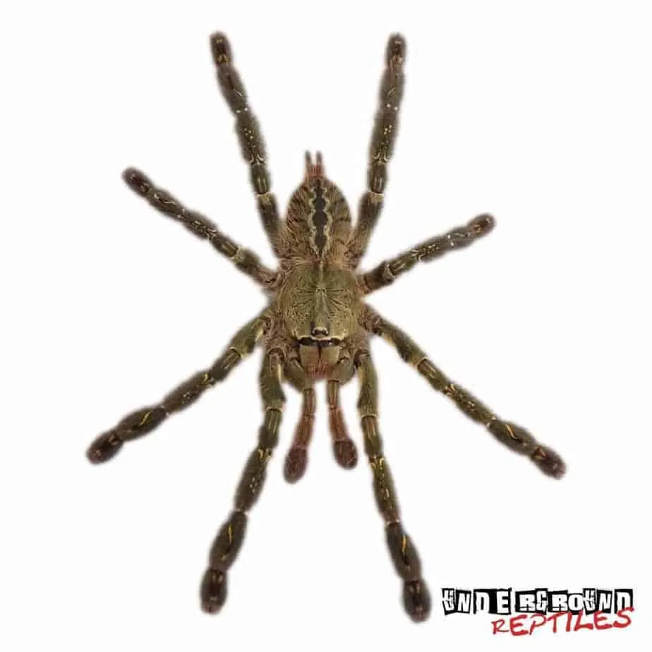 21813 tarantula handling