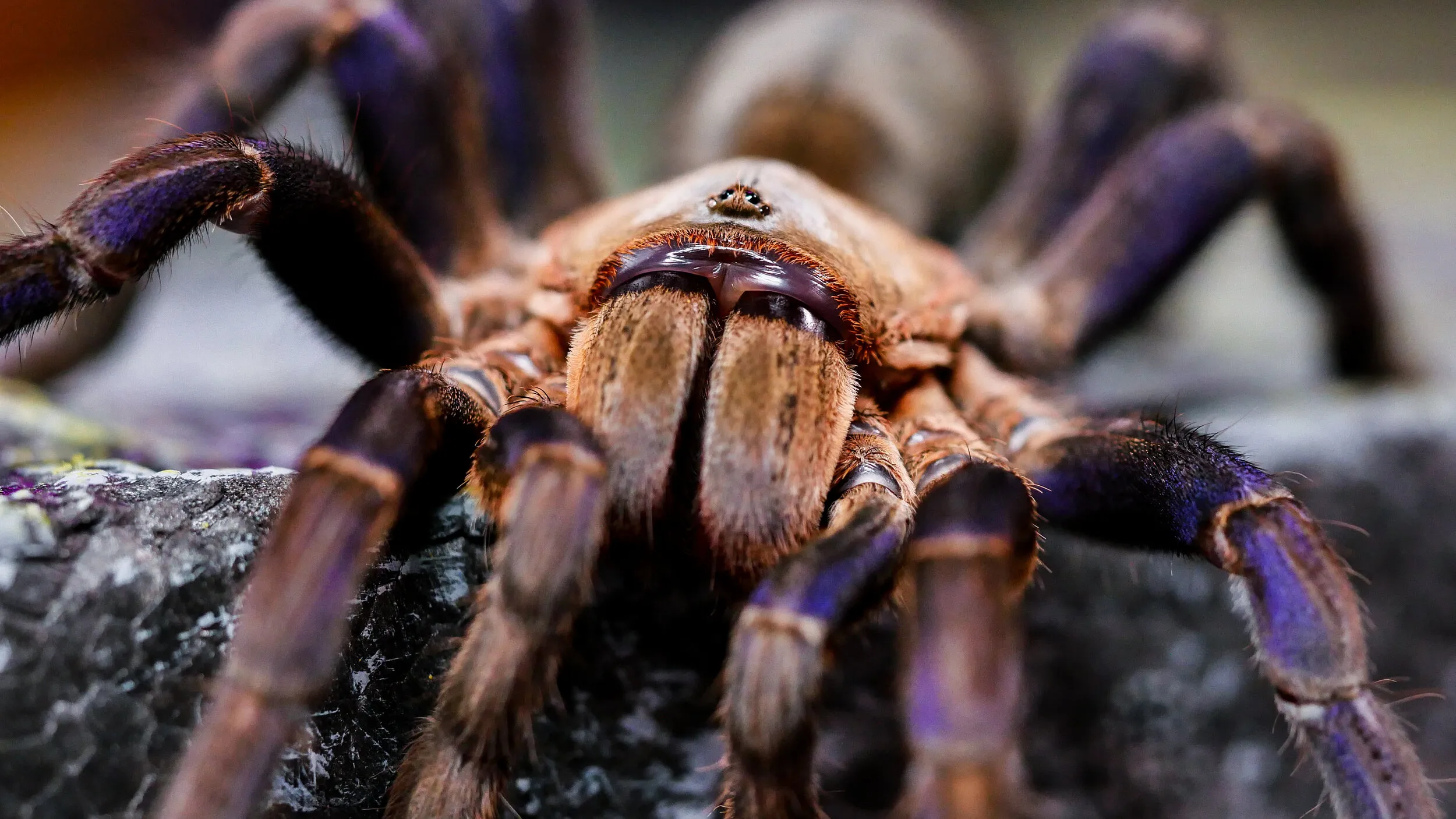 21813 tarantula water dish