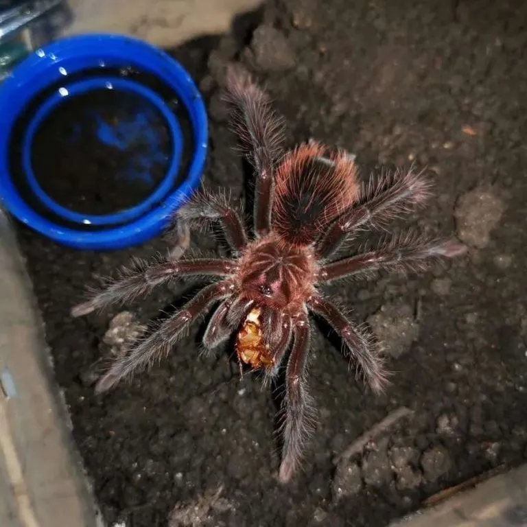 /img/21814-blue-tarantula-online.webp