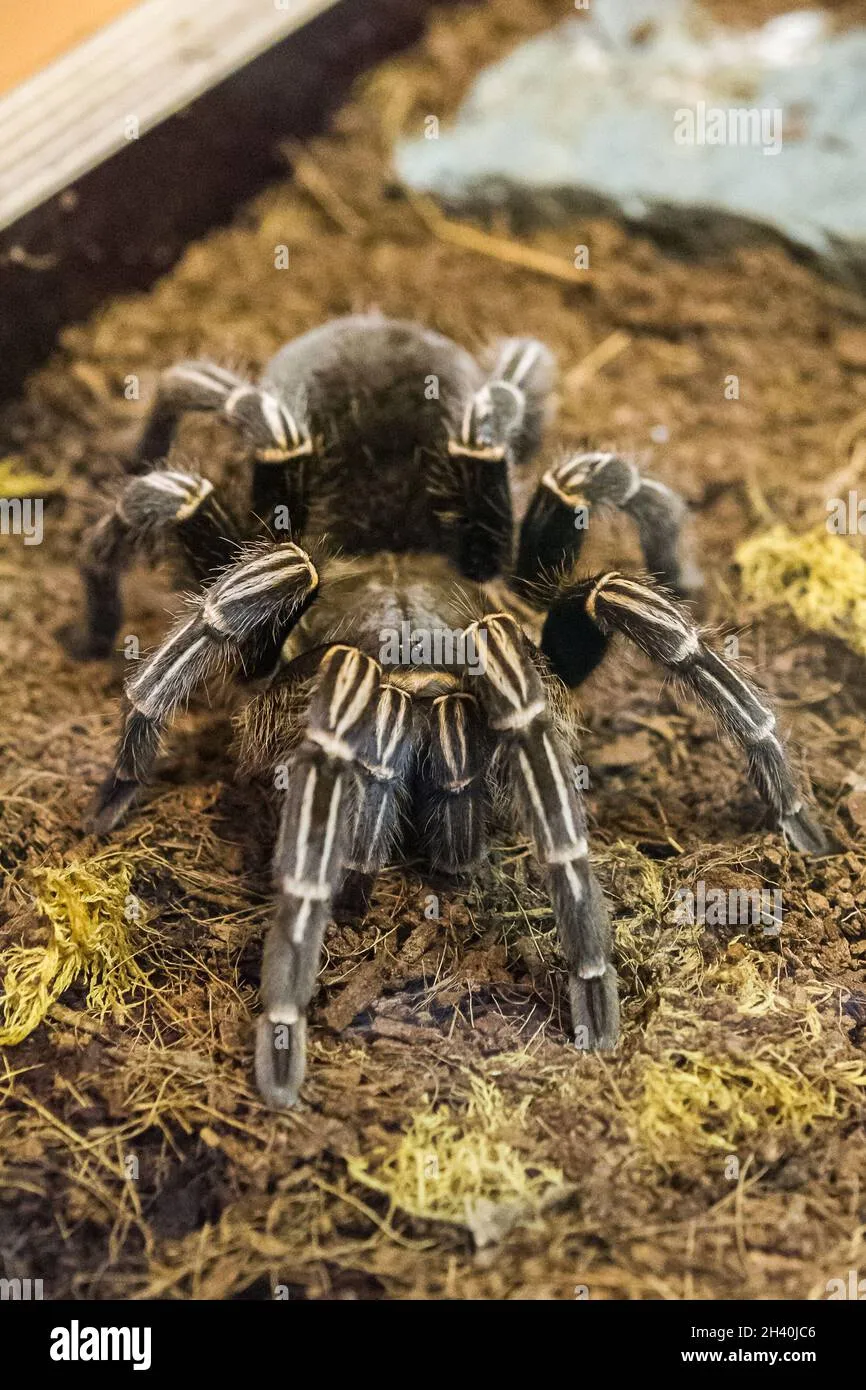 /img/21815-healthy-tarantula.webp