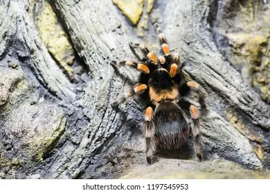 21815 molting tarantula