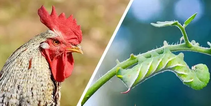 21817 chicken egg production