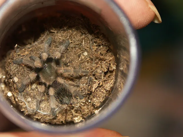 21817 chickens eating waxworms