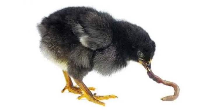 21817 feeding chickens waxworms