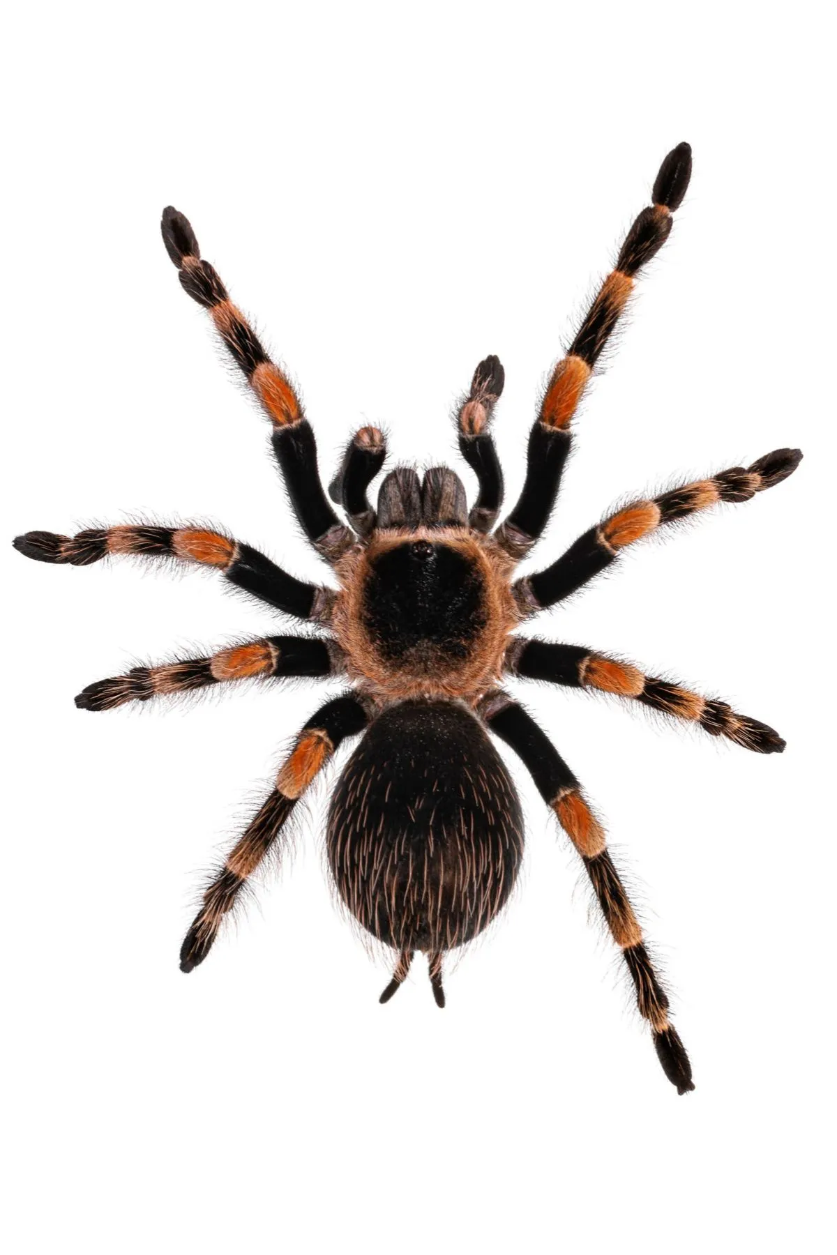 21820 mexican red knee tarantula full grown 1