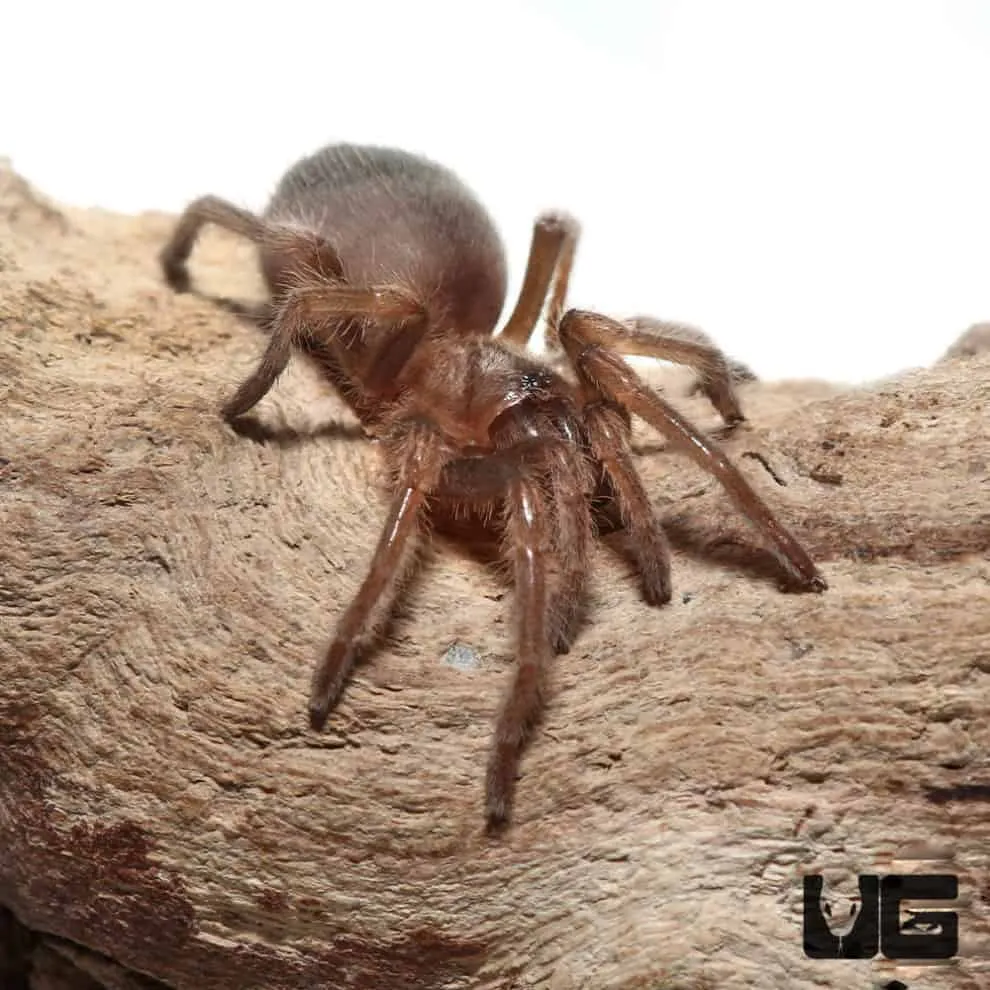 /img/21820-mexican-red-knee-tarantula-health.webp