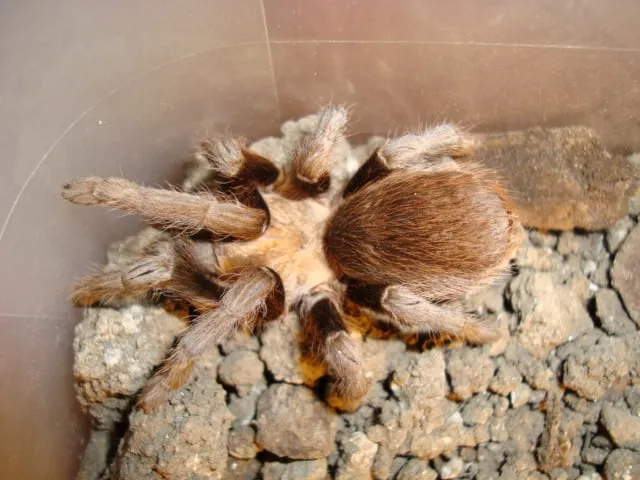 /img/21821-tarantula-conservation.webp