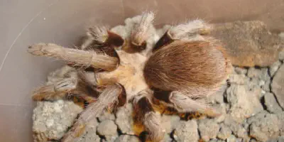 /img/21821-tarantula-conservation.webp