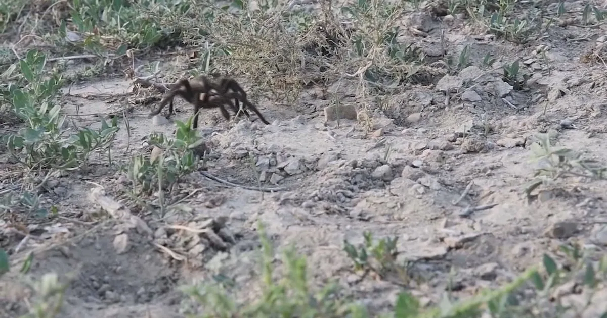 21821 tarantula mating ritual