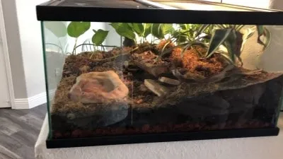 21823 plastic tarantula enclosure