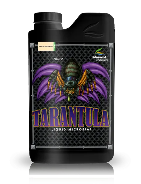 21824 bacillus bacteria in tarantula