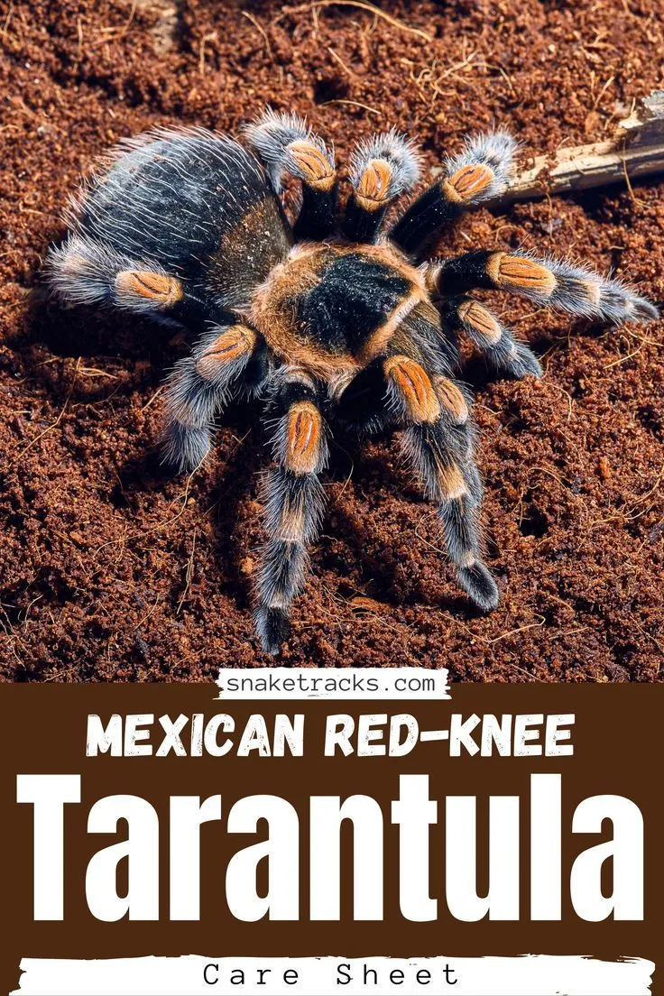 21825 tarantula feeding