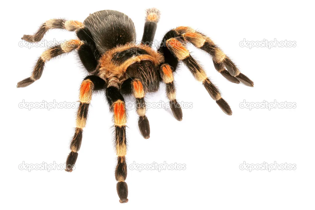 /img/21825-tarantula-health.webp