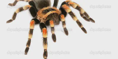 /img/21825-tarantula-health.webp