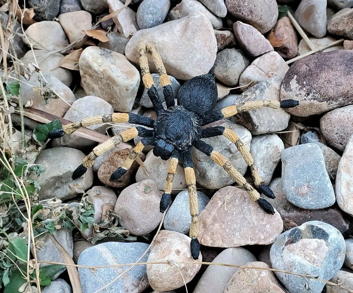 21825 tarantula molting