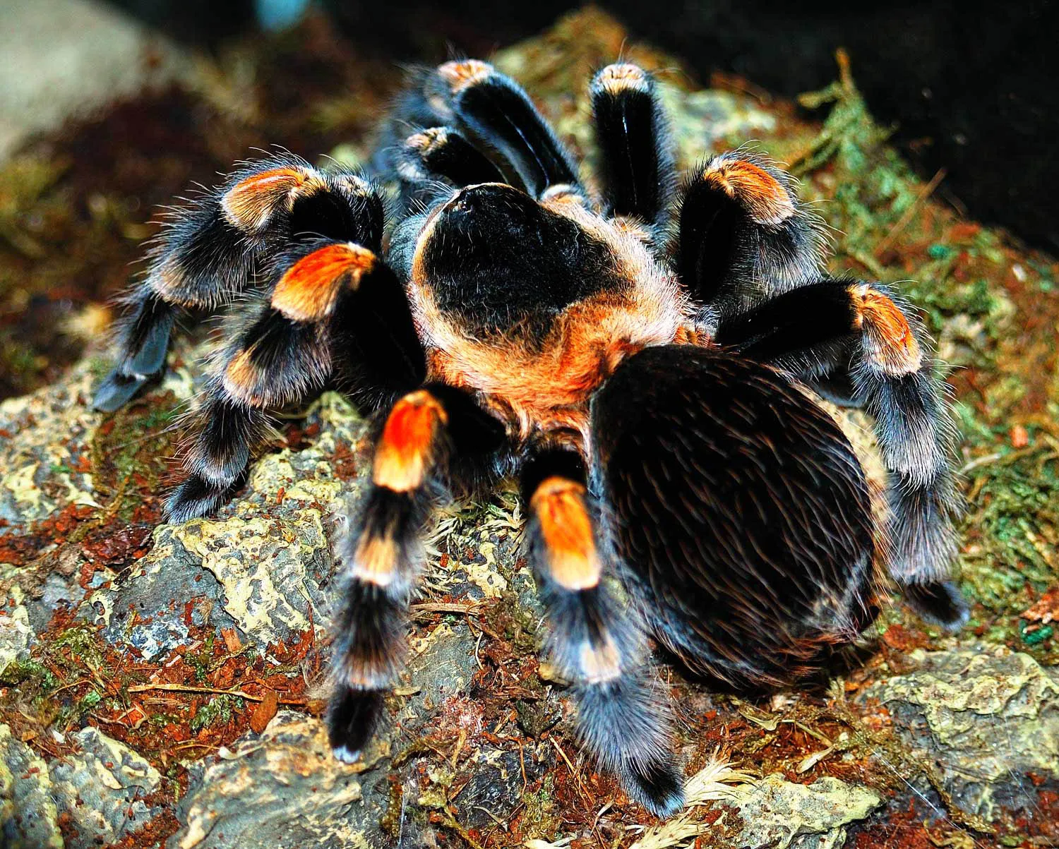 21826 arboreal tarantula