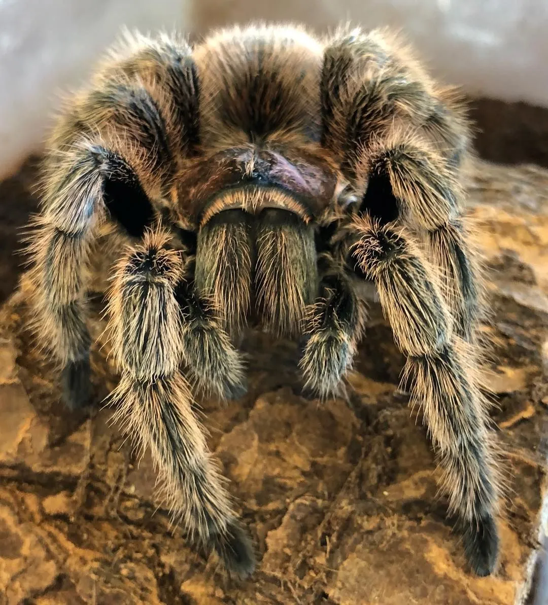 21828 rose hair tarantula adult
