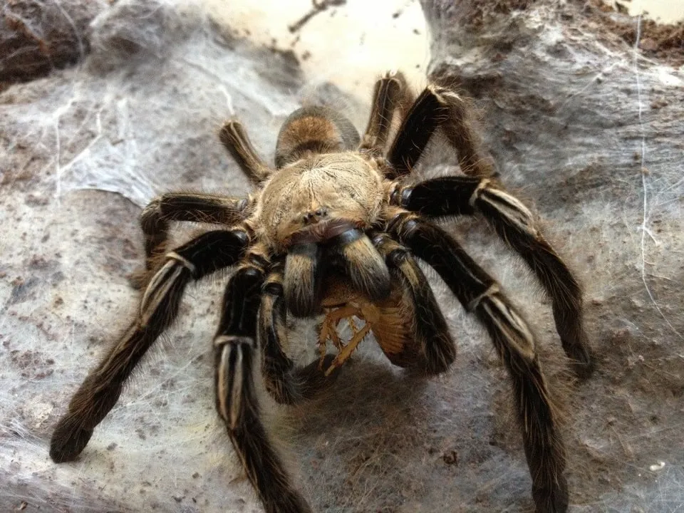 21830 tarantula tibia regeneration