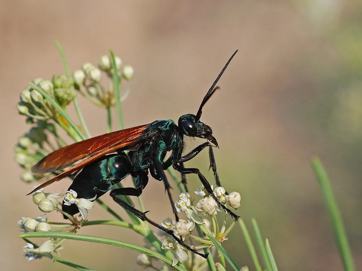 21831 tarantula hawk diet