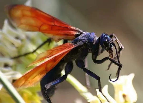 21831 tarantula hawk size