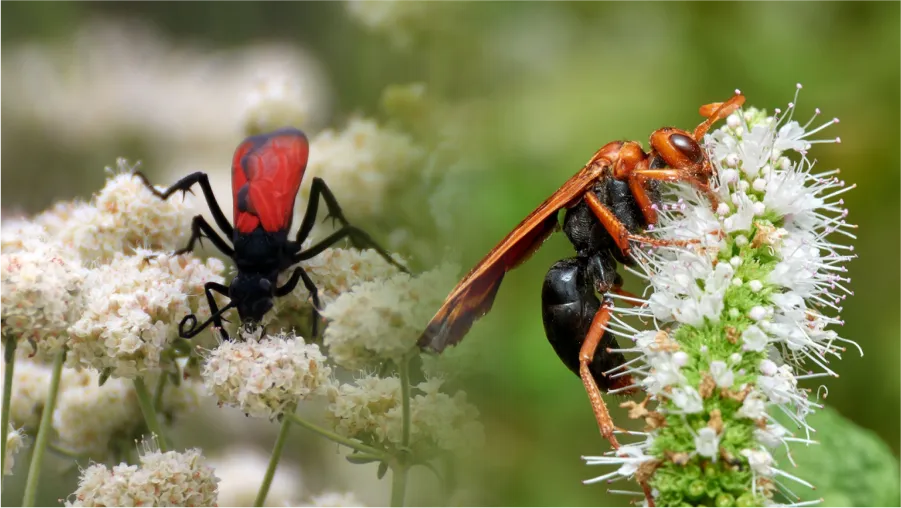 21831 tarantula hawk sting