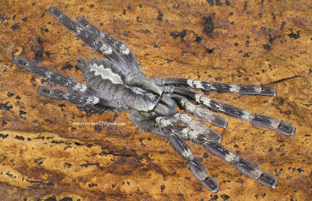 21834 old world tarantula regulations