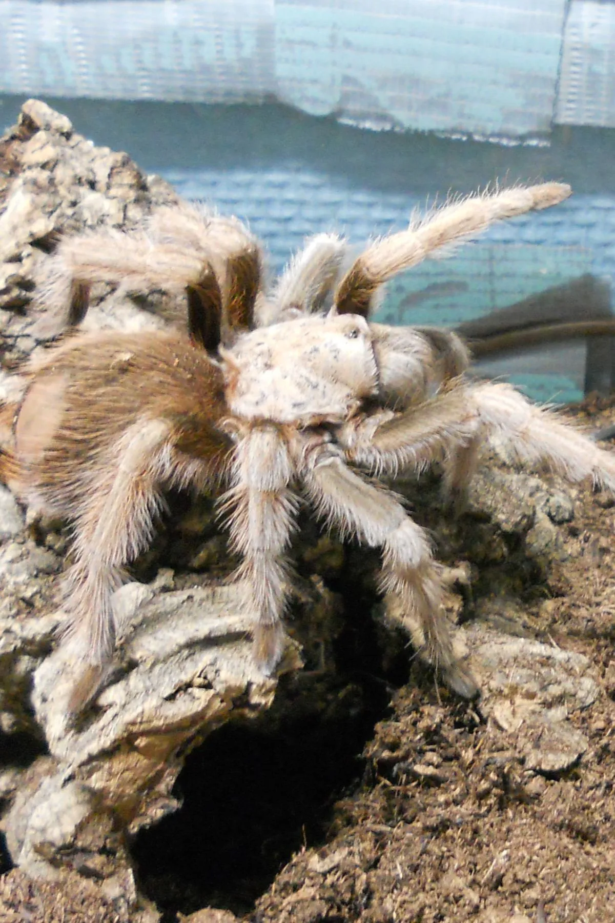 21835 desert blonde tarantula healthy