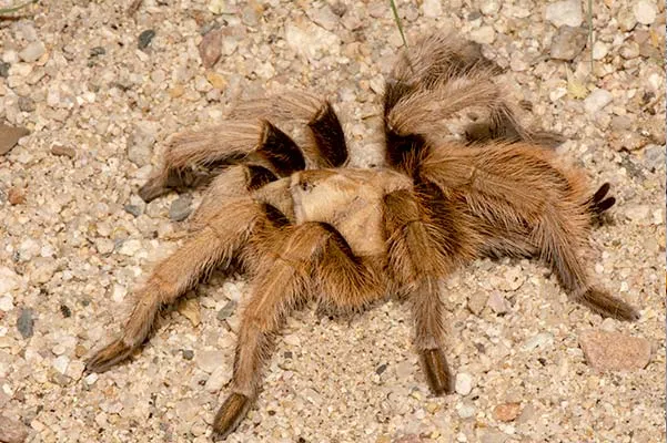 /img/21835-tarantula-drinking-water.webp