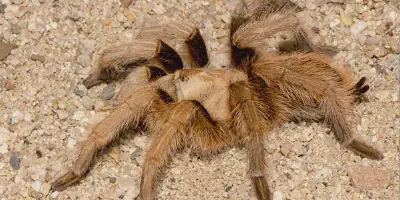 /img/21835-tarantula-drinking-water.webp
