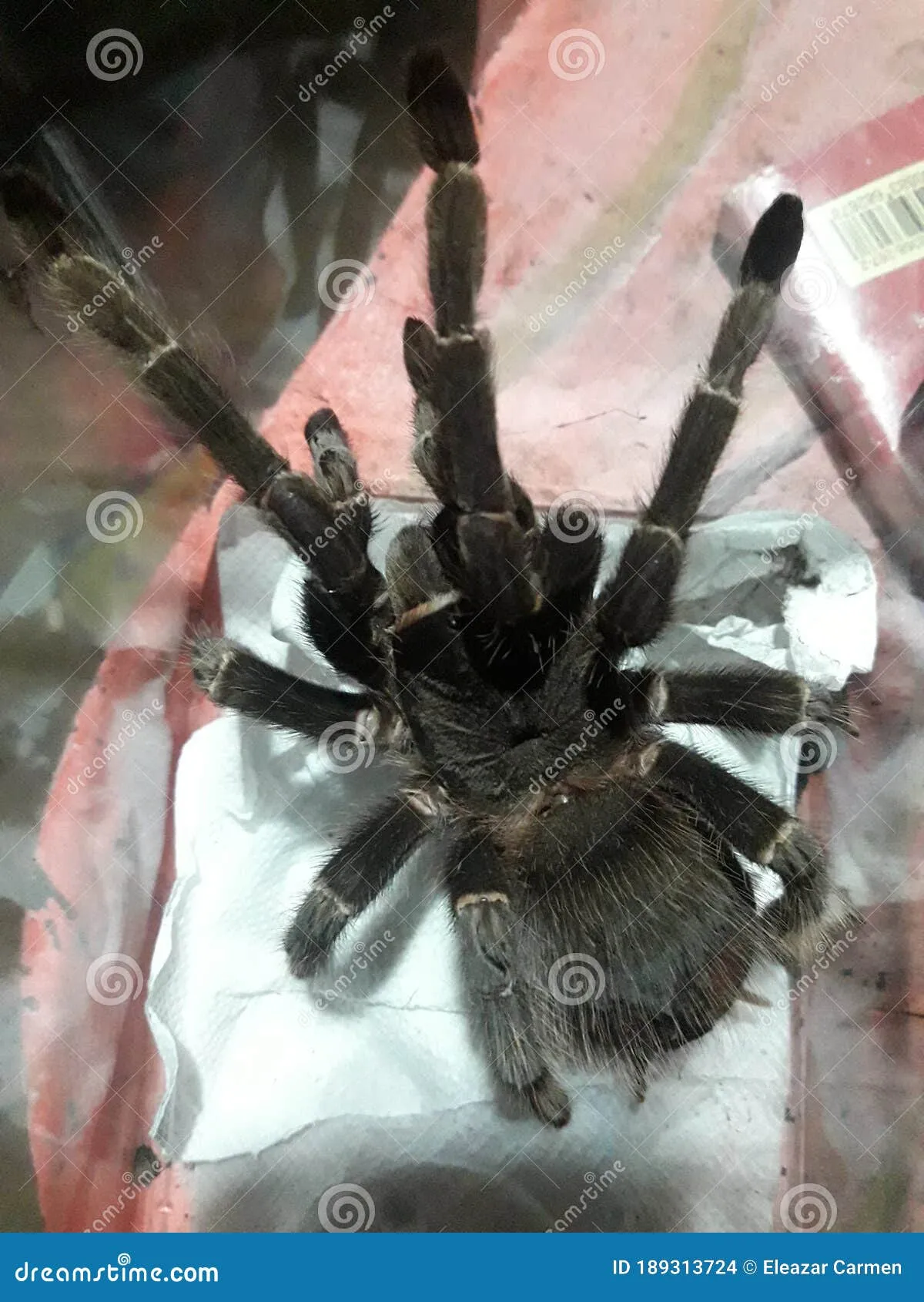 /img/21836-tarantula-cleaning.webp