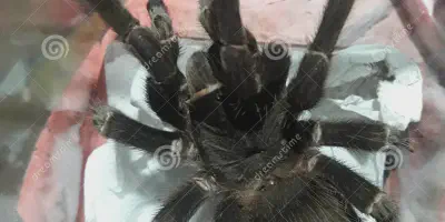 /img/21836-tarantula-cleaning.webp