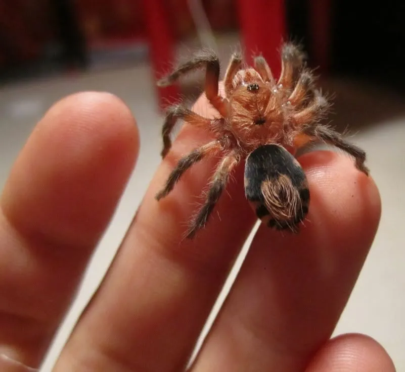 21836 tarantula enclosure