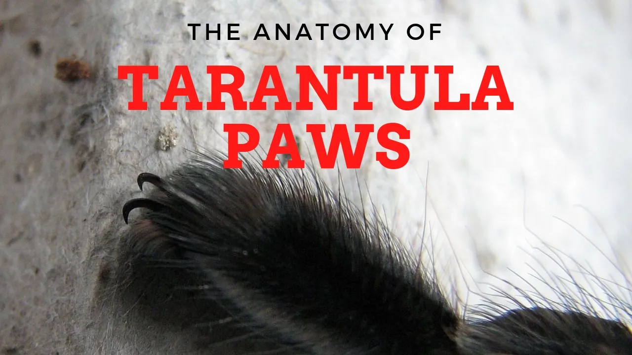 21836 tarantula handling