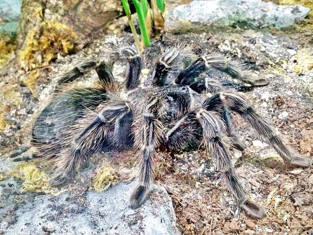 21836 tarantula molting