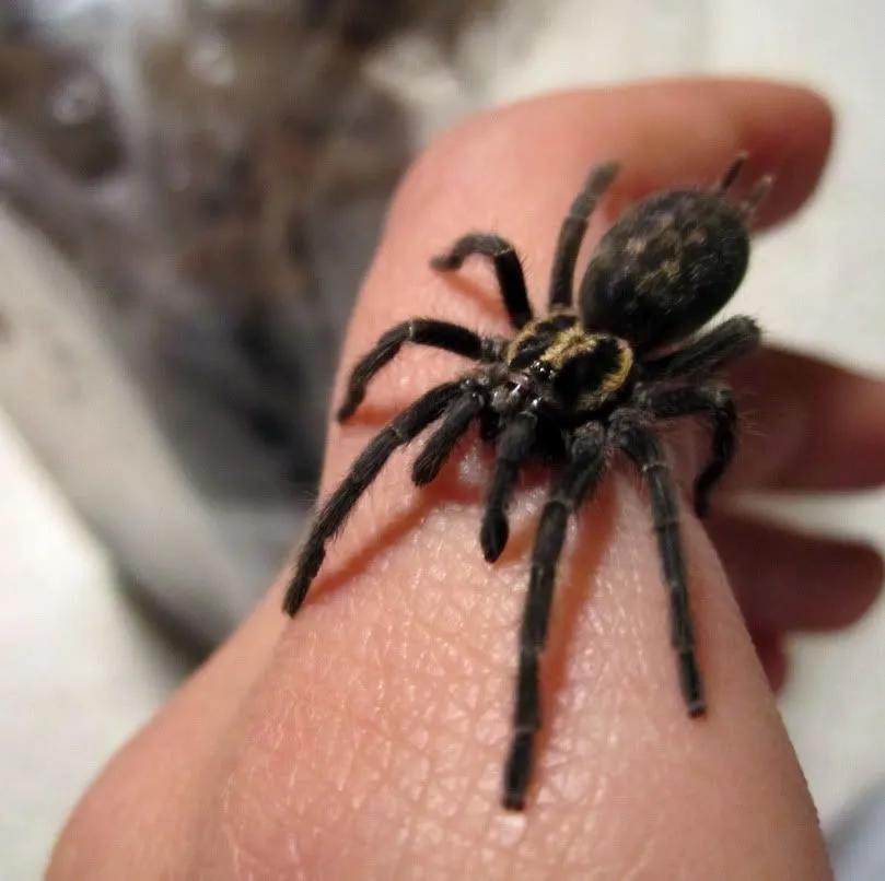 21836 tarantula species