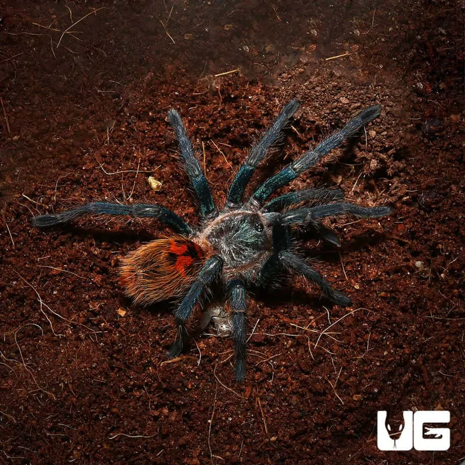 21837 gbb tarantula spiderling