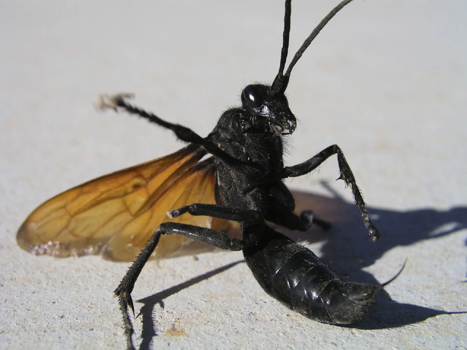 21839 tarantula hawk in flight