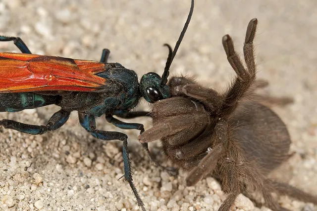 21839 tarantula hawk vs predators
