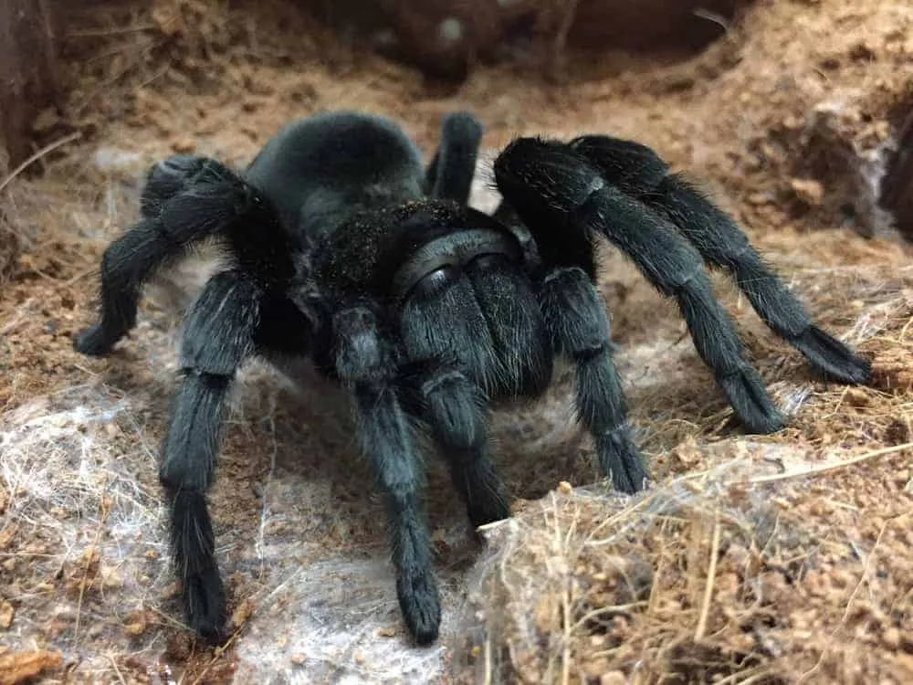 /img/21840-brazilian-black-tarantula-enclosure.webp