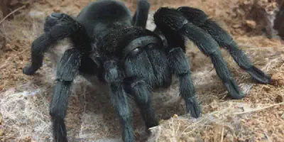 /img/21840-brazilian-black-tarantula-enclosure.webp