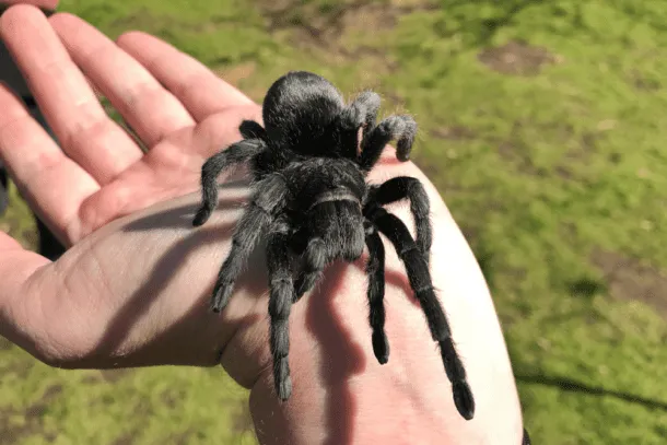 21840 brazilian black tarantula feeding
